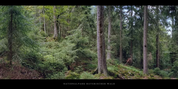 Bergfichtenwald im Nationalpark und Mittelgebirge Bayerischer Wald