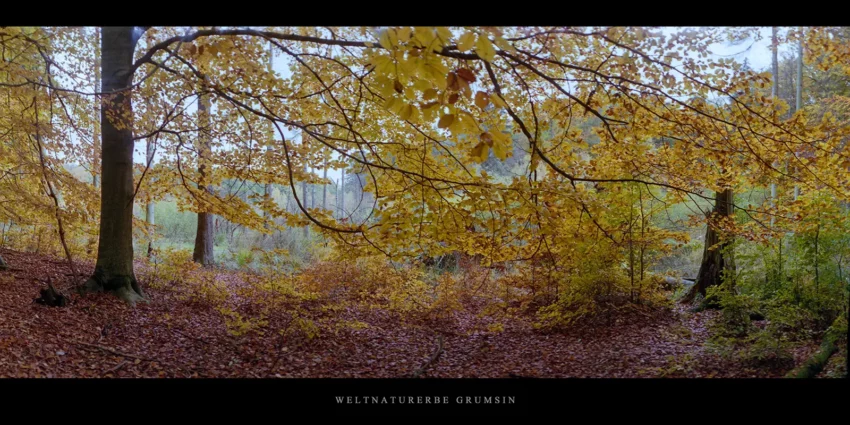 Buchenwald Grumsin, Buche und Moor im Herbst