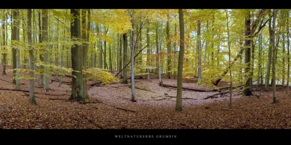 Buchenwald Grumsin im Herbst, bunte, gelbe Blätter und Laub auf dem Waldboden
