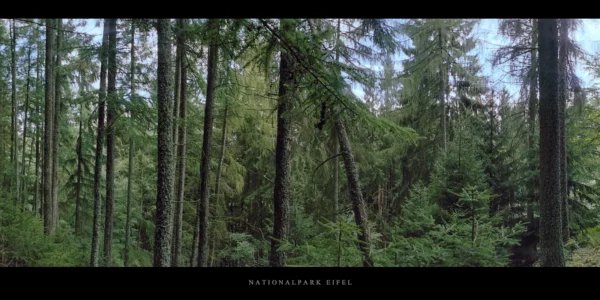 Nadelwald mit Lärchen und Fichten im Nationalpark und Mittelgebirge Eifel