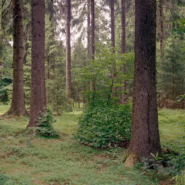 Fichten im Thüringer Wald im Fichtenwald