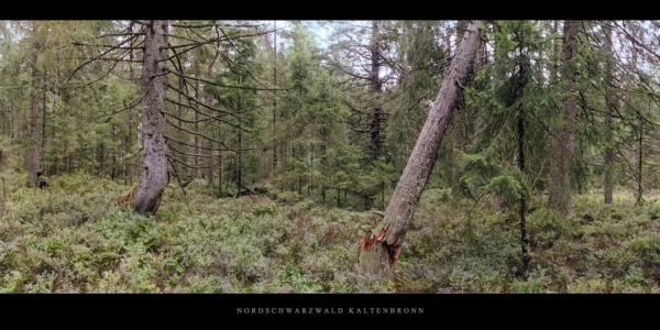 Karger Wald mit Fichten und Tannen im Hochmoor Kaltenbronn im Schwarzwald