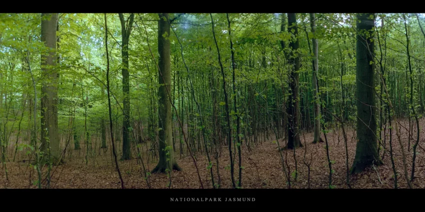 Buchen im grünen, dichten Buchenwald im Nationalpark Jasmund auf Rügen