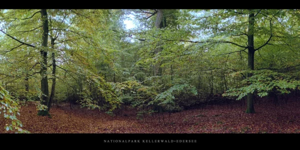 Buchenwald im Nationalpark Kellerwald-Edersee im Herbst