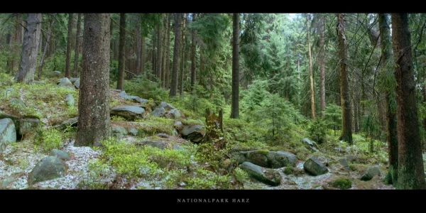 Fichtenwald im Nationalpark und Mittelgebirge Harz