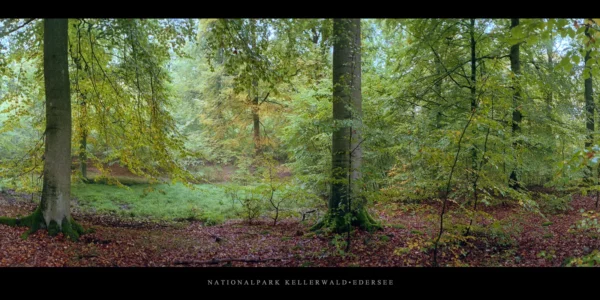 Buchen im Nationalpark Kellerwald-Edersee im Herbst nach dem Regen