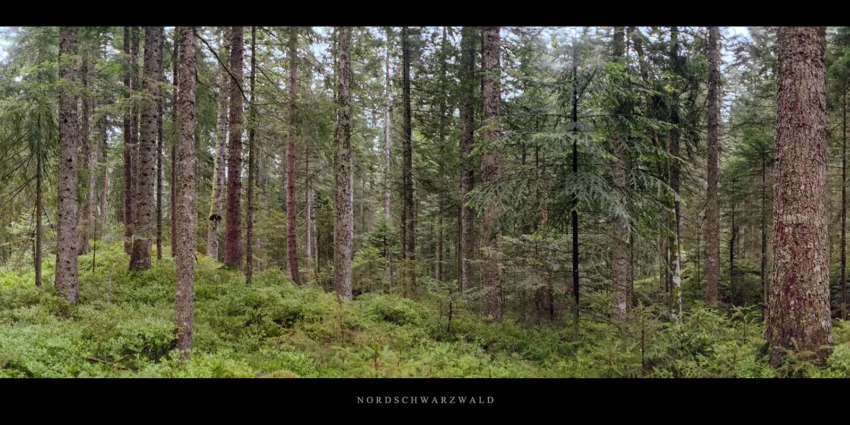 Fichten und Tannen im Nordschwarzwald am Karsee Schurmsee im Schwarzwald