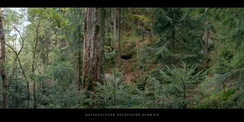 Nadelwald mit alter Buche im Nationalpark Sächsische Schweiz im Elbsandsteingebirge