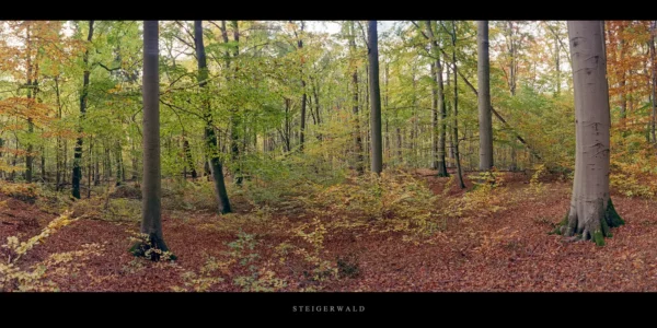 Steigerwald der Buchenwald im Herbst