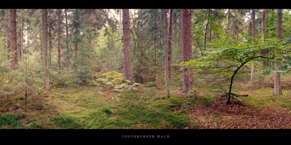 Teutoburger Wald mit Buche und Farne im Nadelwald auf einer Lichtung