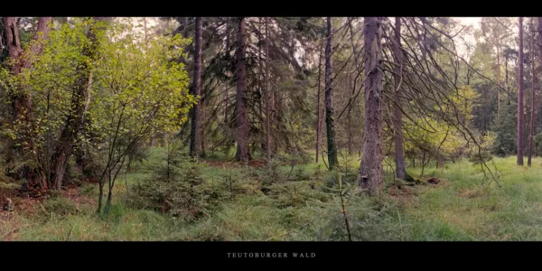 Teutoburger Wald Lichtung mit Nadelbäumen, Fichten und Kiefern