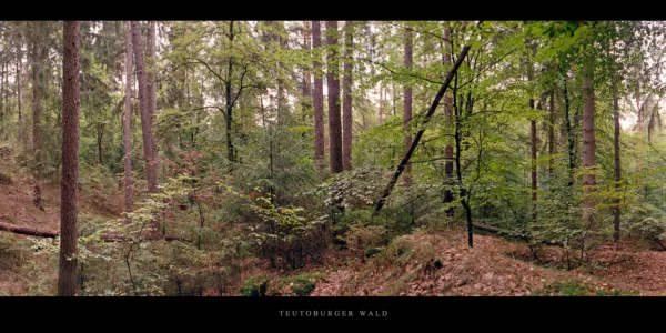 Teutoburger Wald der Mischwald mit Fichten, Kiefern, Buchen im Panorama