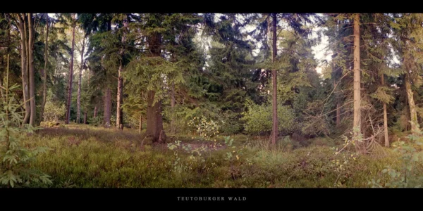 Teutoburger Wald Nadelwald mit einzelnen Laubbäumen