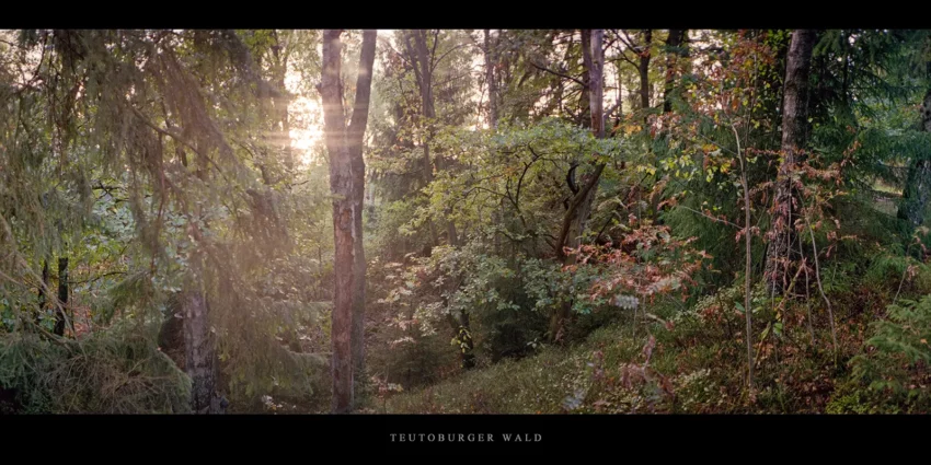 Teutoburger Wald Mischwald im Sonnenuntergang