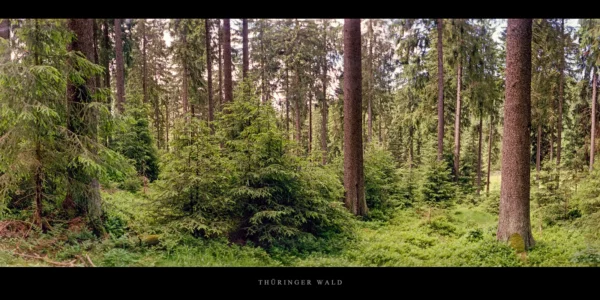 Ein grüner Fichtenwald mit alten Fichten im Thüringer Wald