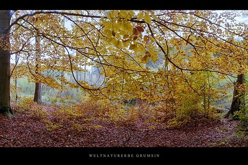 preview_80d6d90e.jpg preview